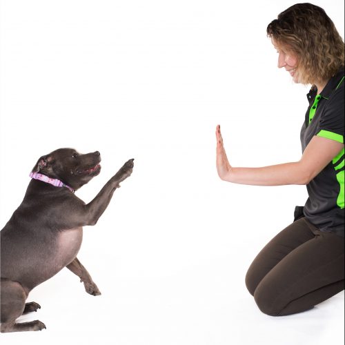 Dog Trainer Inner West Sydney All Areas of Sydney Eazy Dog Training