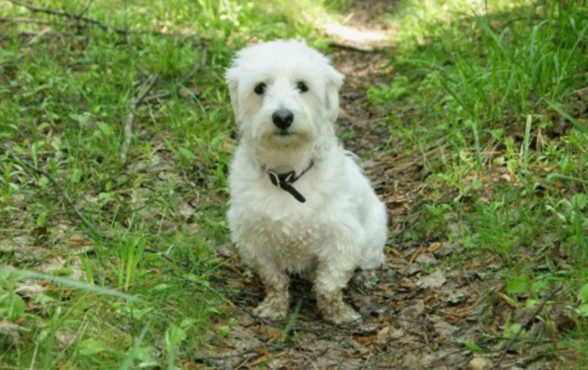 sydney park dogs