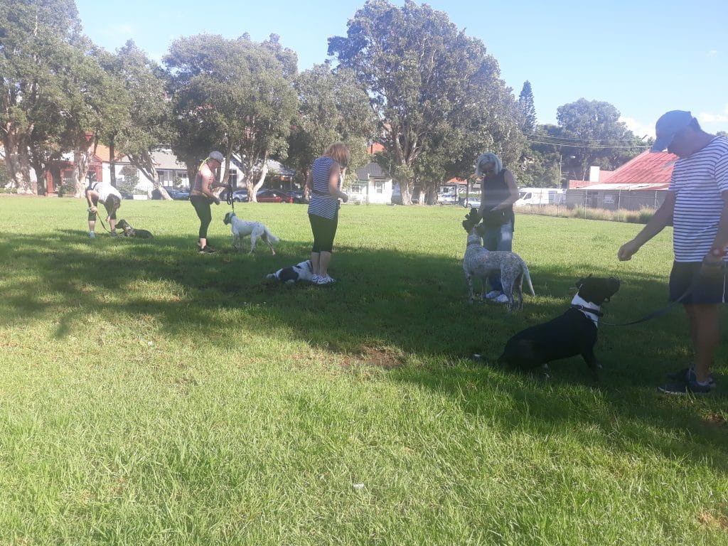dog manners class Sydney
