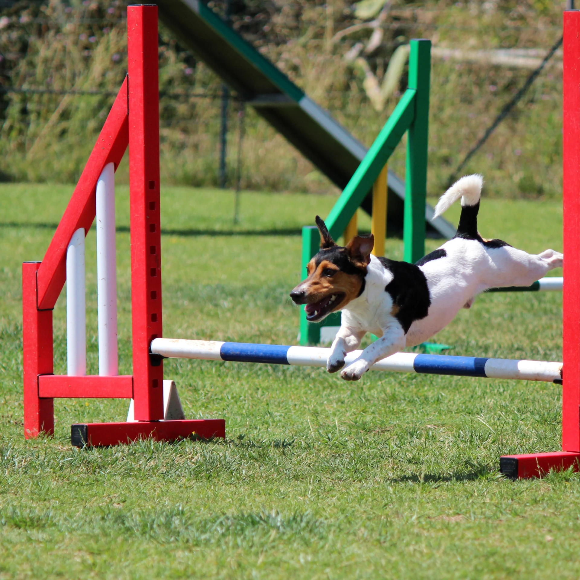 Agility Classes Sydney
