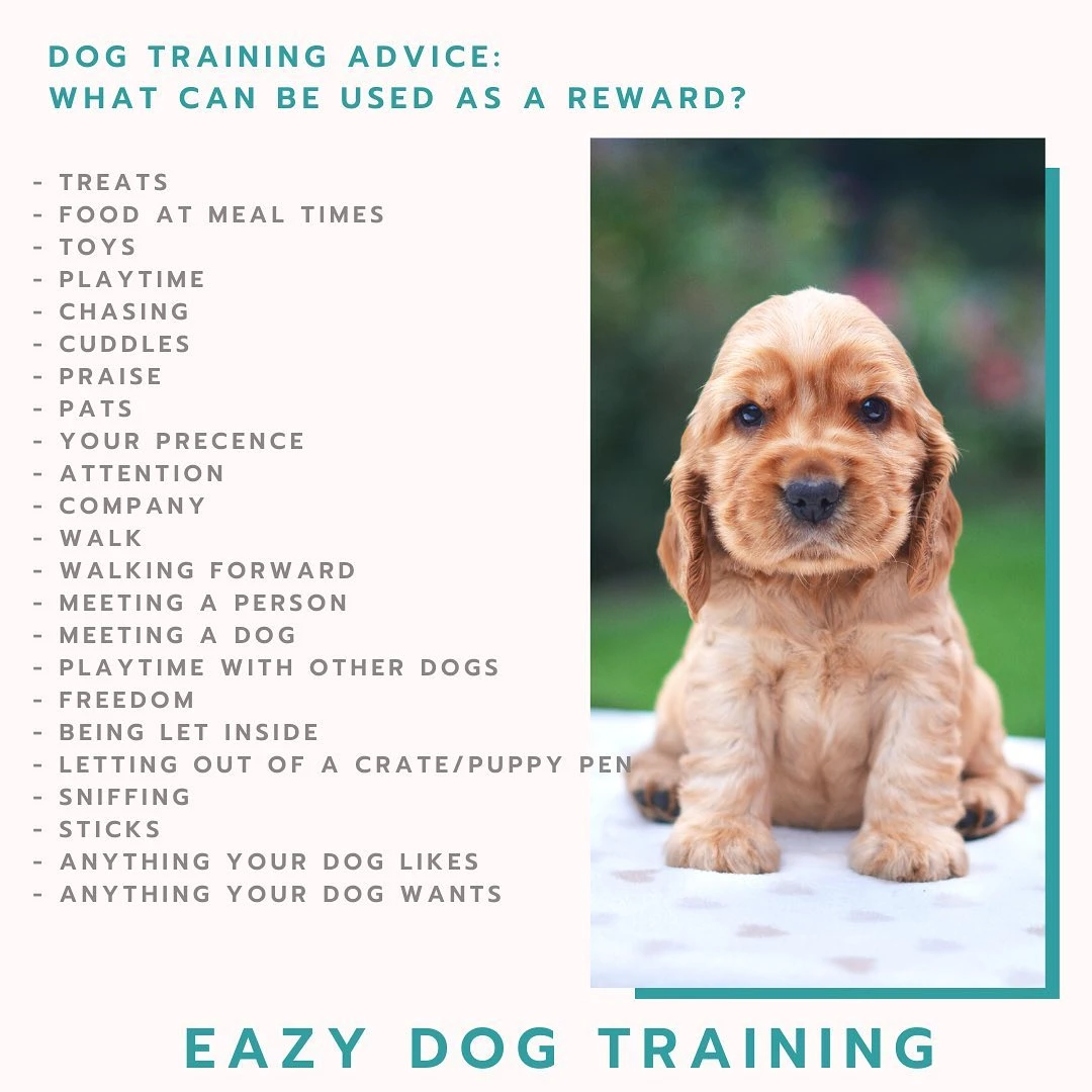 Puppy Advice Sydney