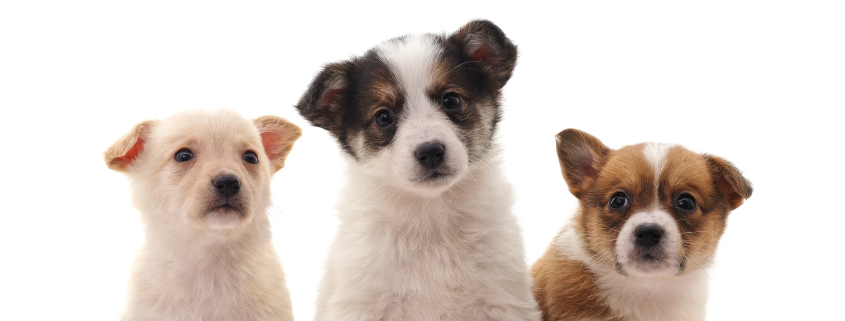 Puppy Classes Wentworth Point