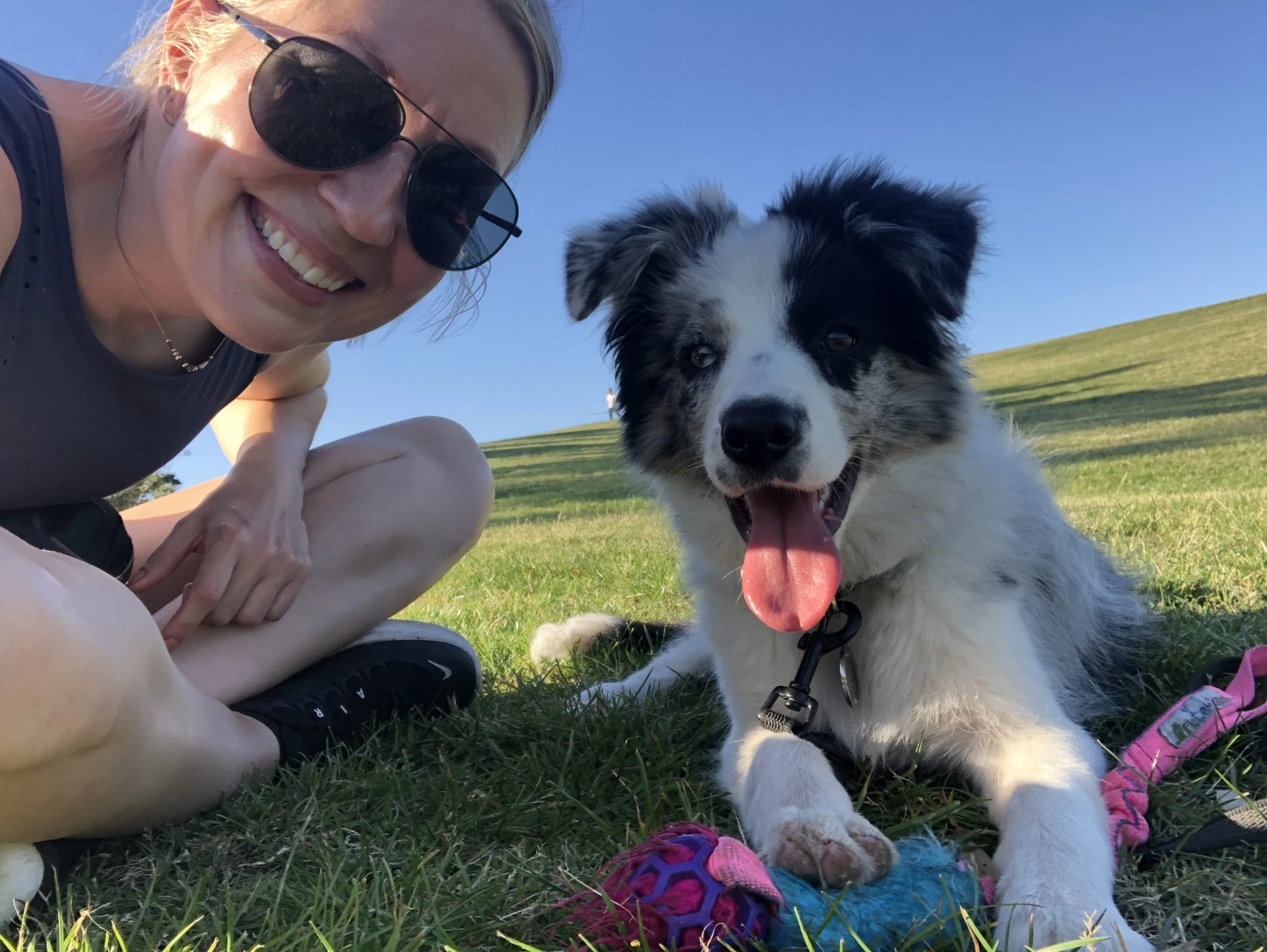 dog training
