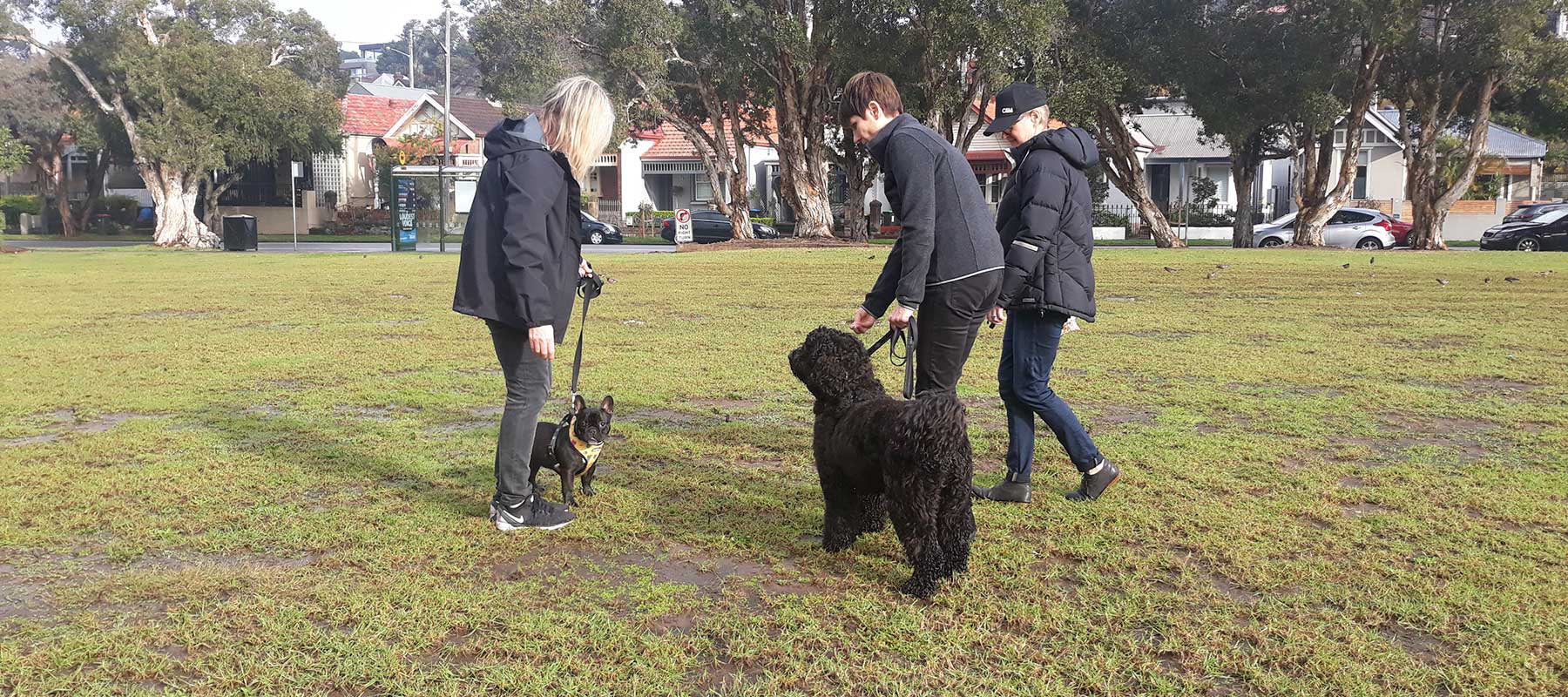 what do dog obedience classes teach