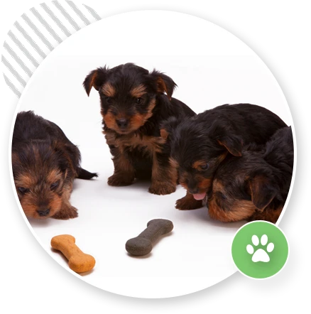 dog training videos online