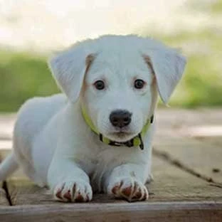 puppy school Kingsford 