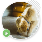 online puppy training course
