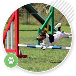 agility classes for dogs