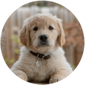 Home Puppy Visit + Puppy School Combo