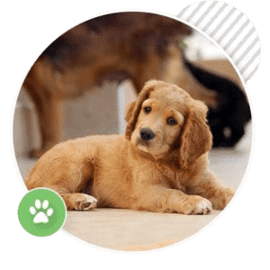 4-Week Puppy School in St Peters – Special Price for This Class Only!