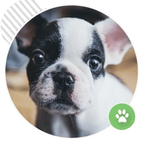 Upgrade to a Puppy Training Package of 3 Lessons – $251