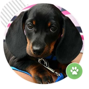 Private 2h Home Training Visit for two puppies for $349