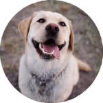 hands-on dog training