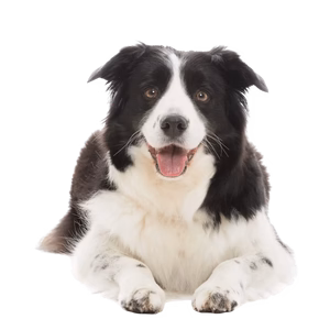 dog training
