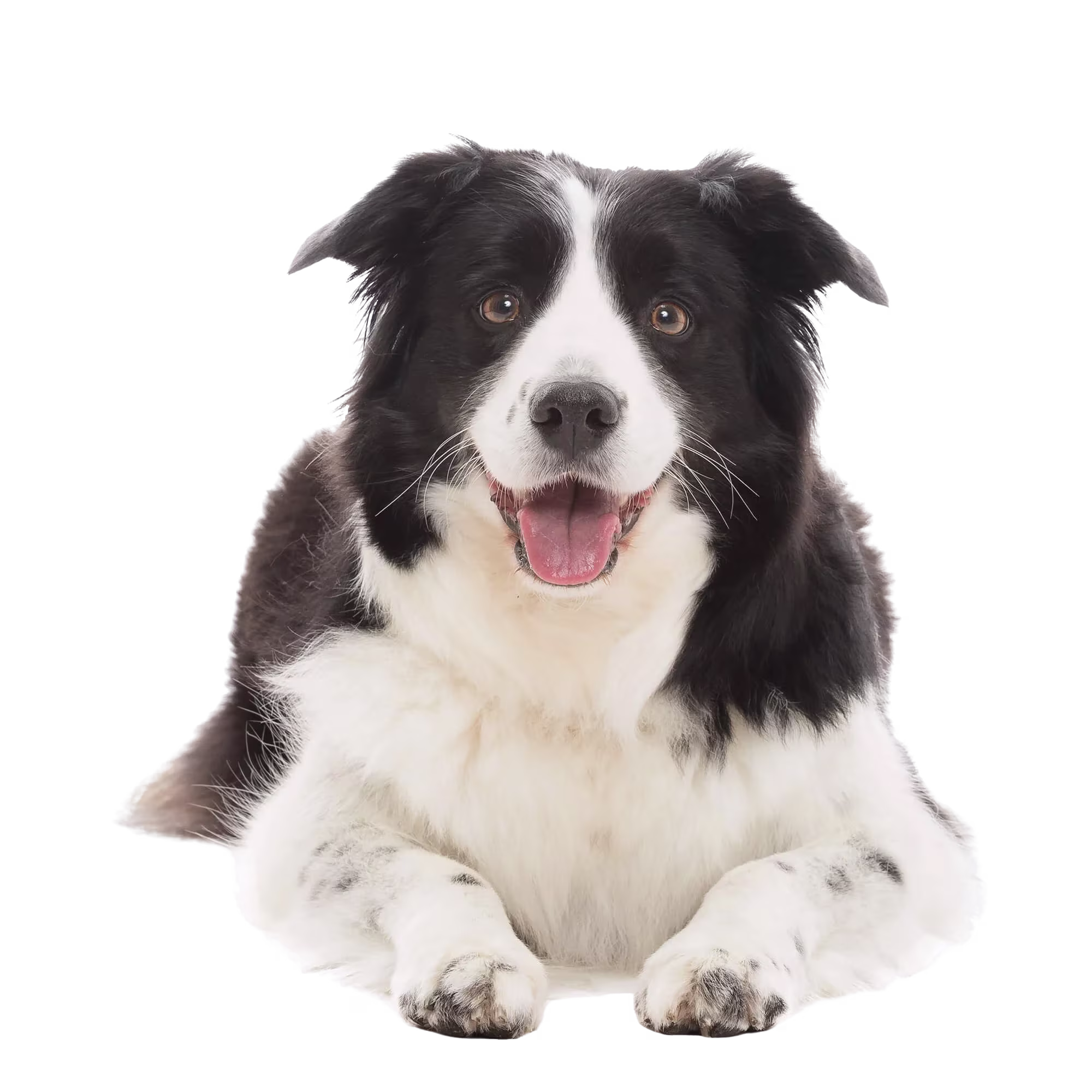 dog training