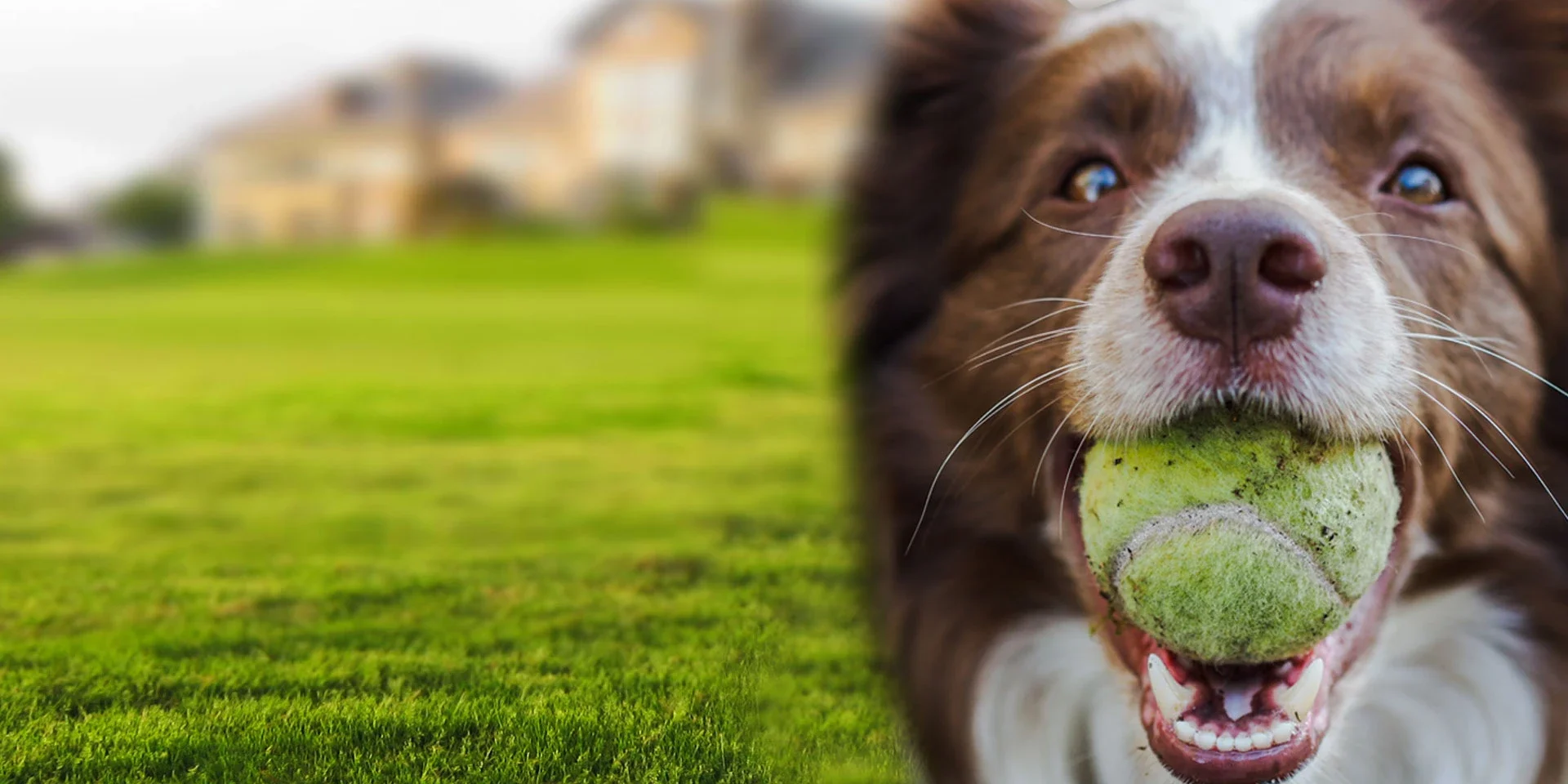 Dog Training Sydney