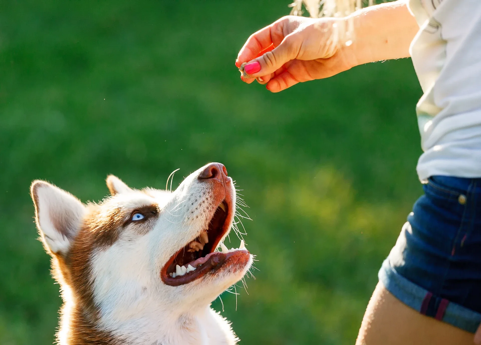 dog training classes encore