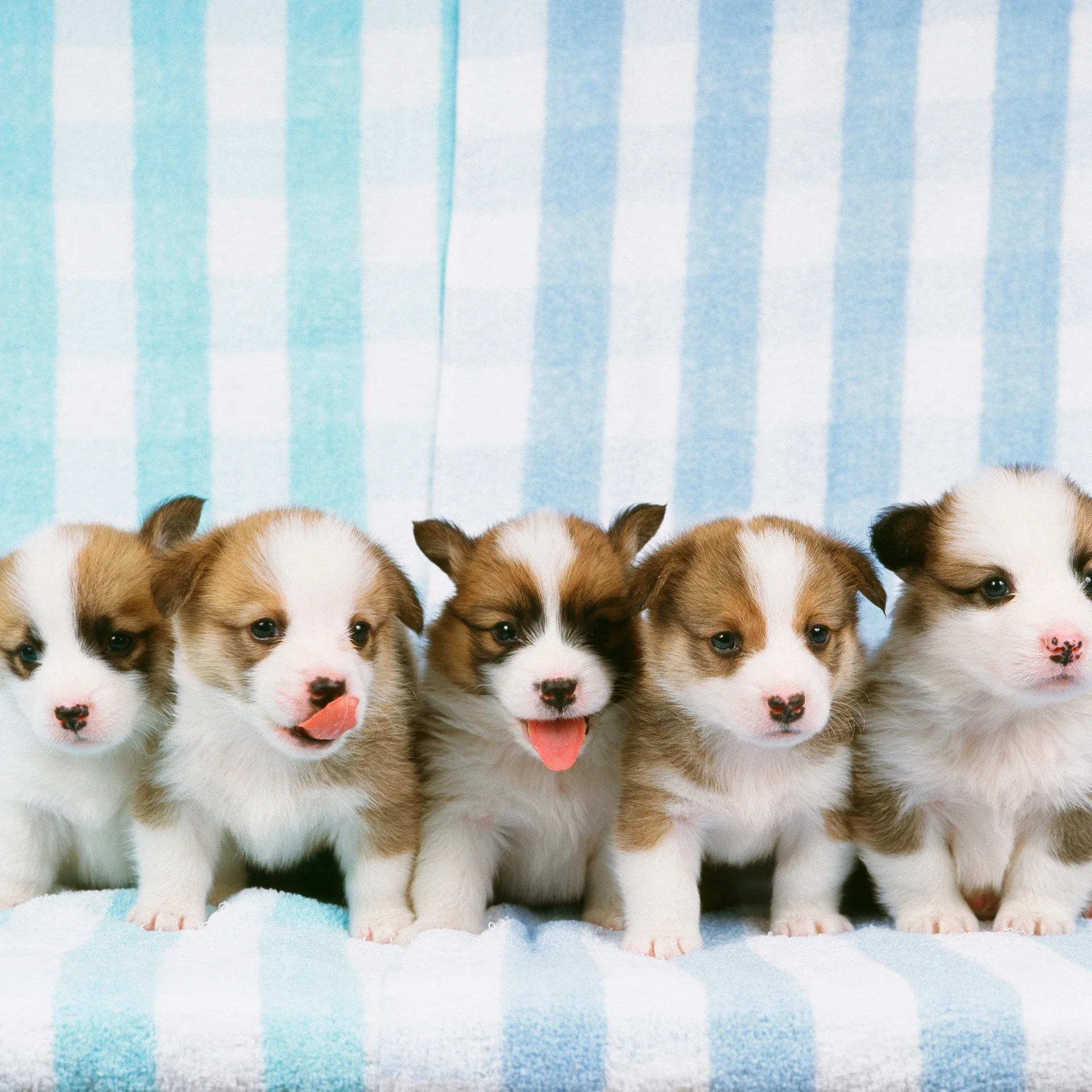 Puppy Classes in Queens Park
