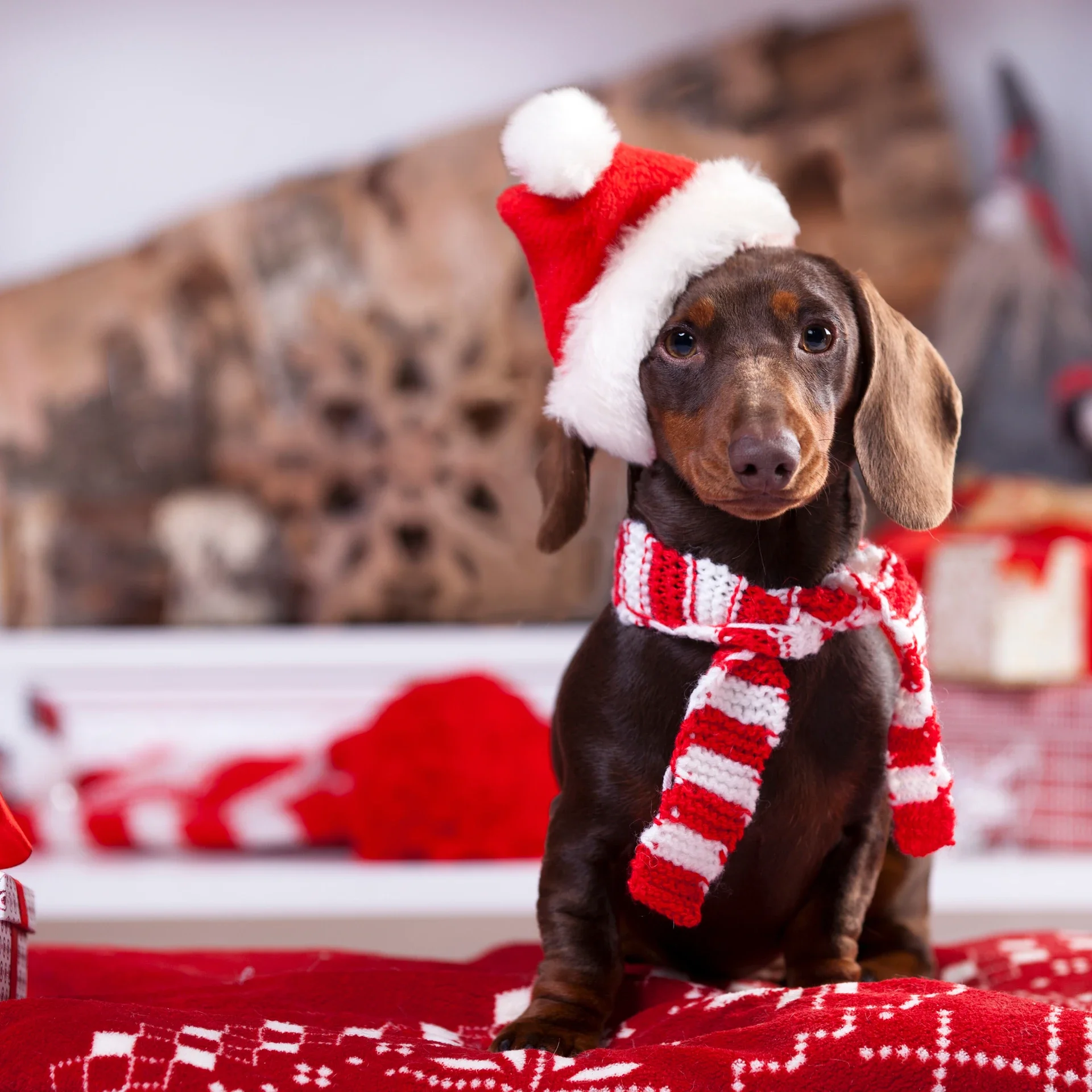Puppy School – Xmas Gift Card