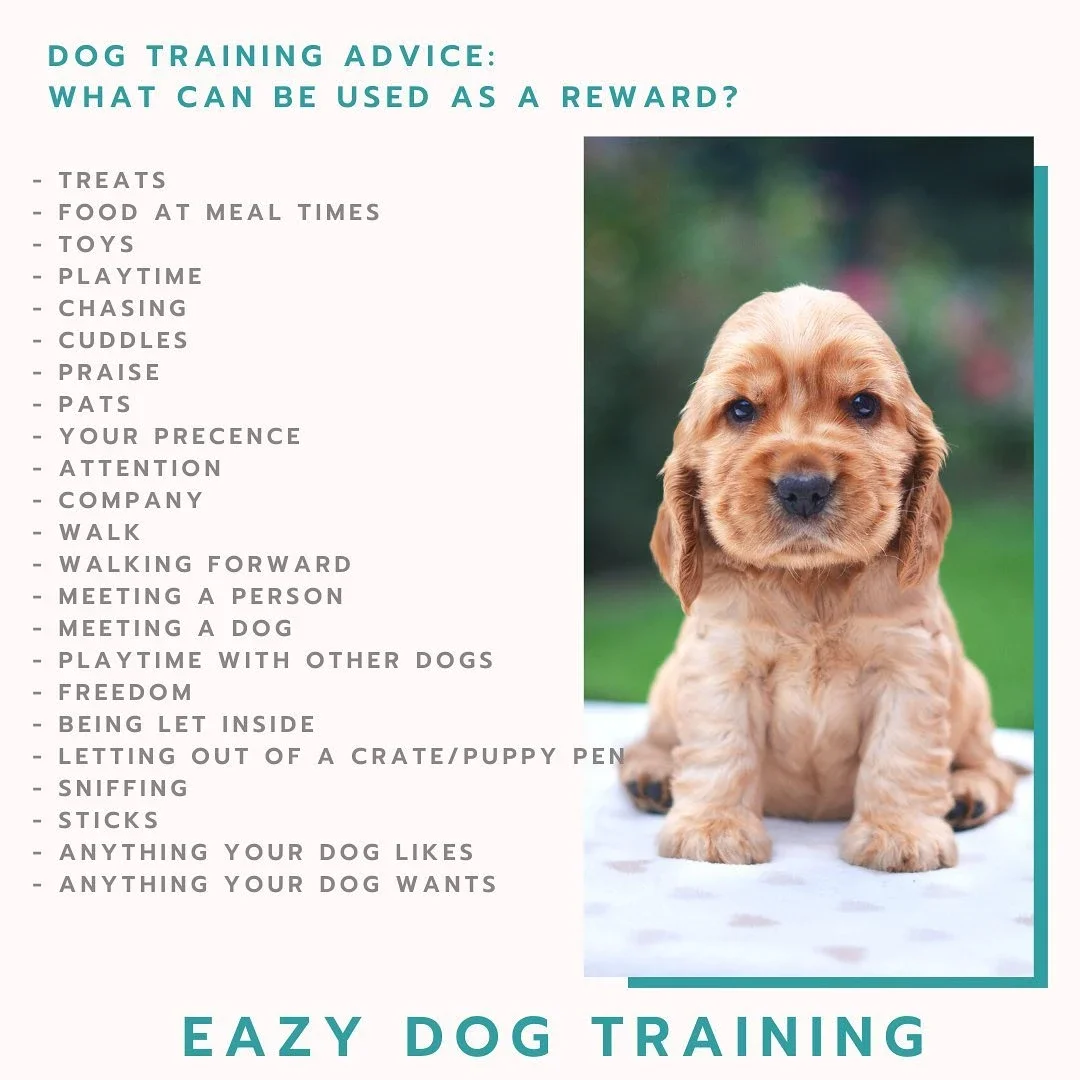 Puppy Advice Sydney