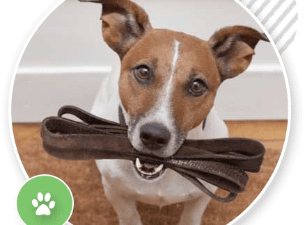 dog agility trainer