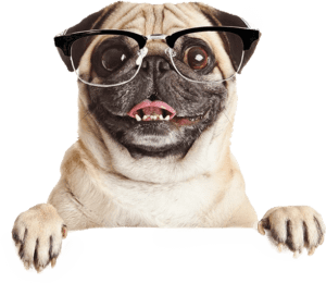 in home dog trainers near me