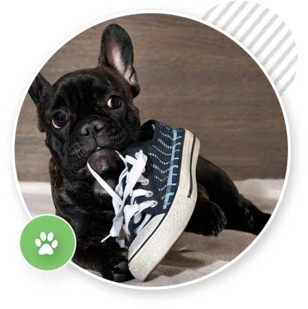 Dog Training Sydney