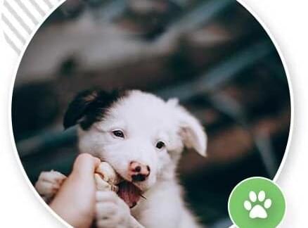 best online dog training course
