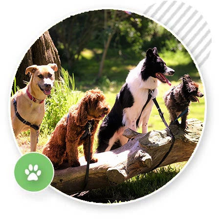 BECOME A PROFESSIONAL DOG TRAINER - PROGRAM