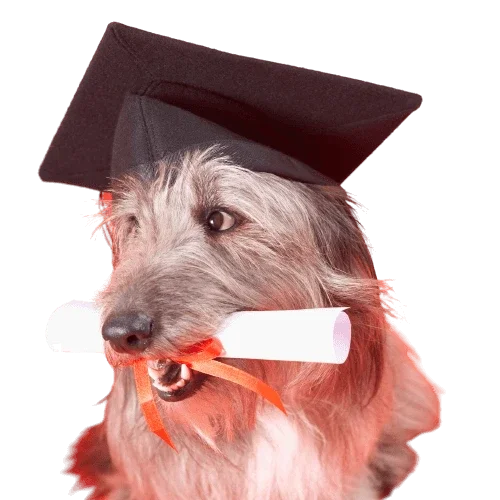 Dog School Sydney
