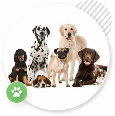 Home Training Package 4 Lessons