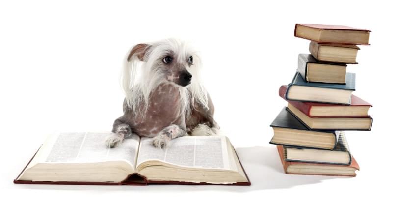 Dog with Books