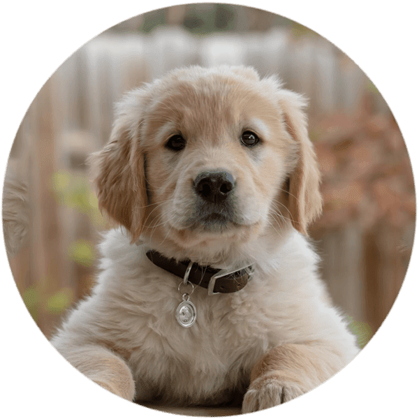 Dog training class location at Sydney