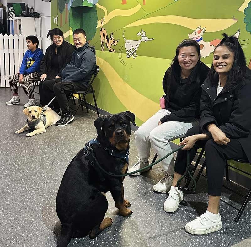 group dog training class Sydney