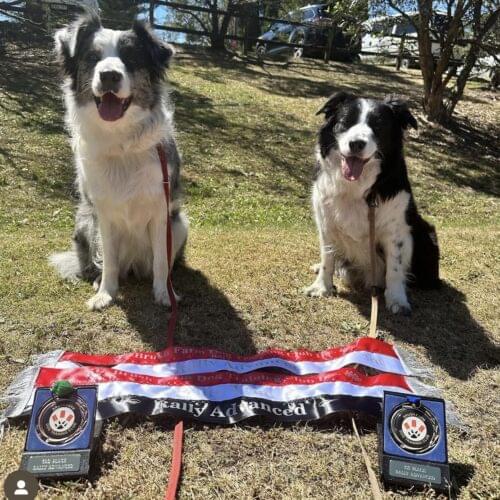 Dog agility training