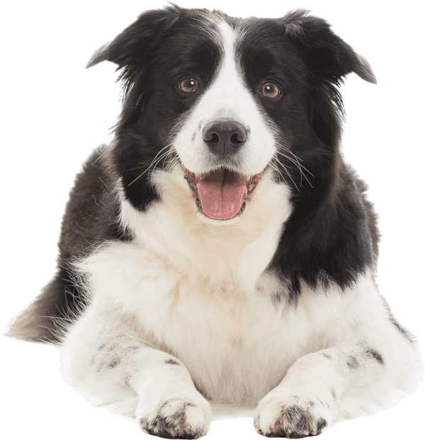 Dog trainer working with a Border Collie outdoors