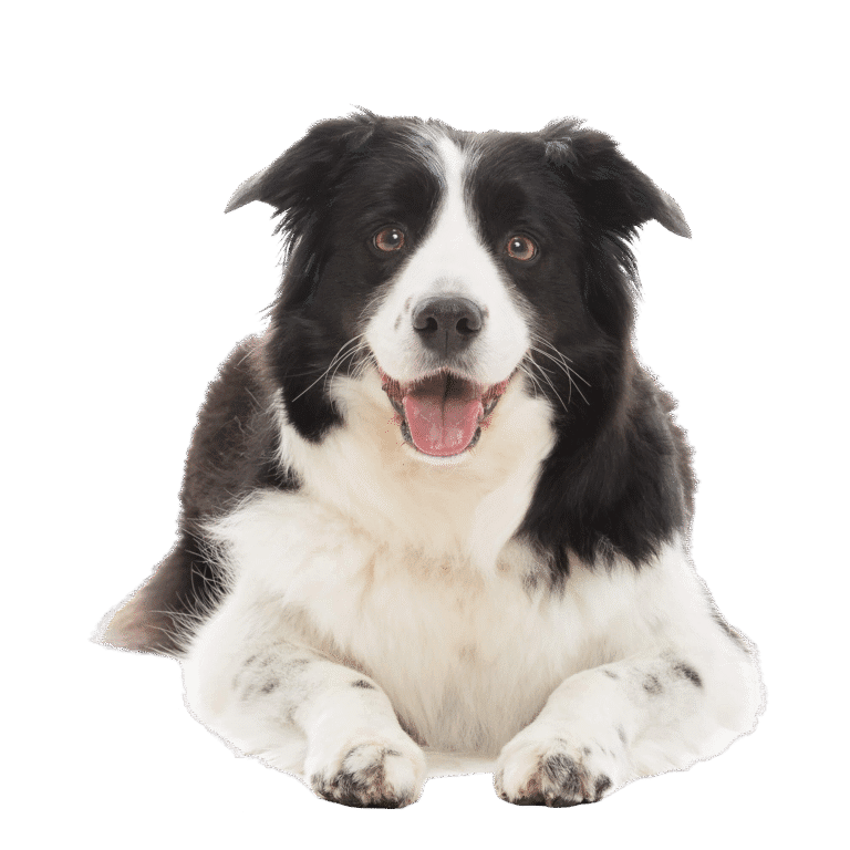 dog training