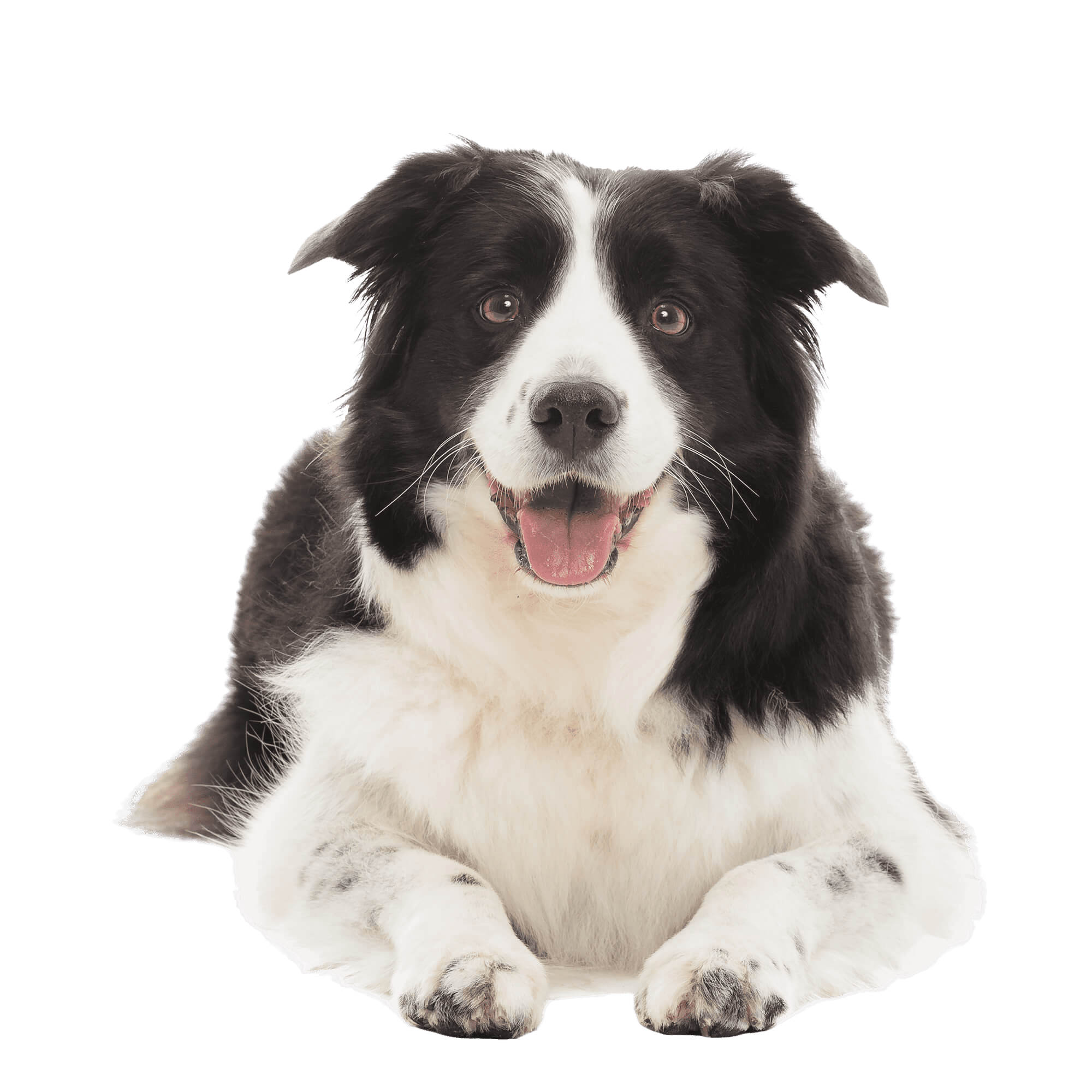 Dog trainer working with a Border Collie outdoors
