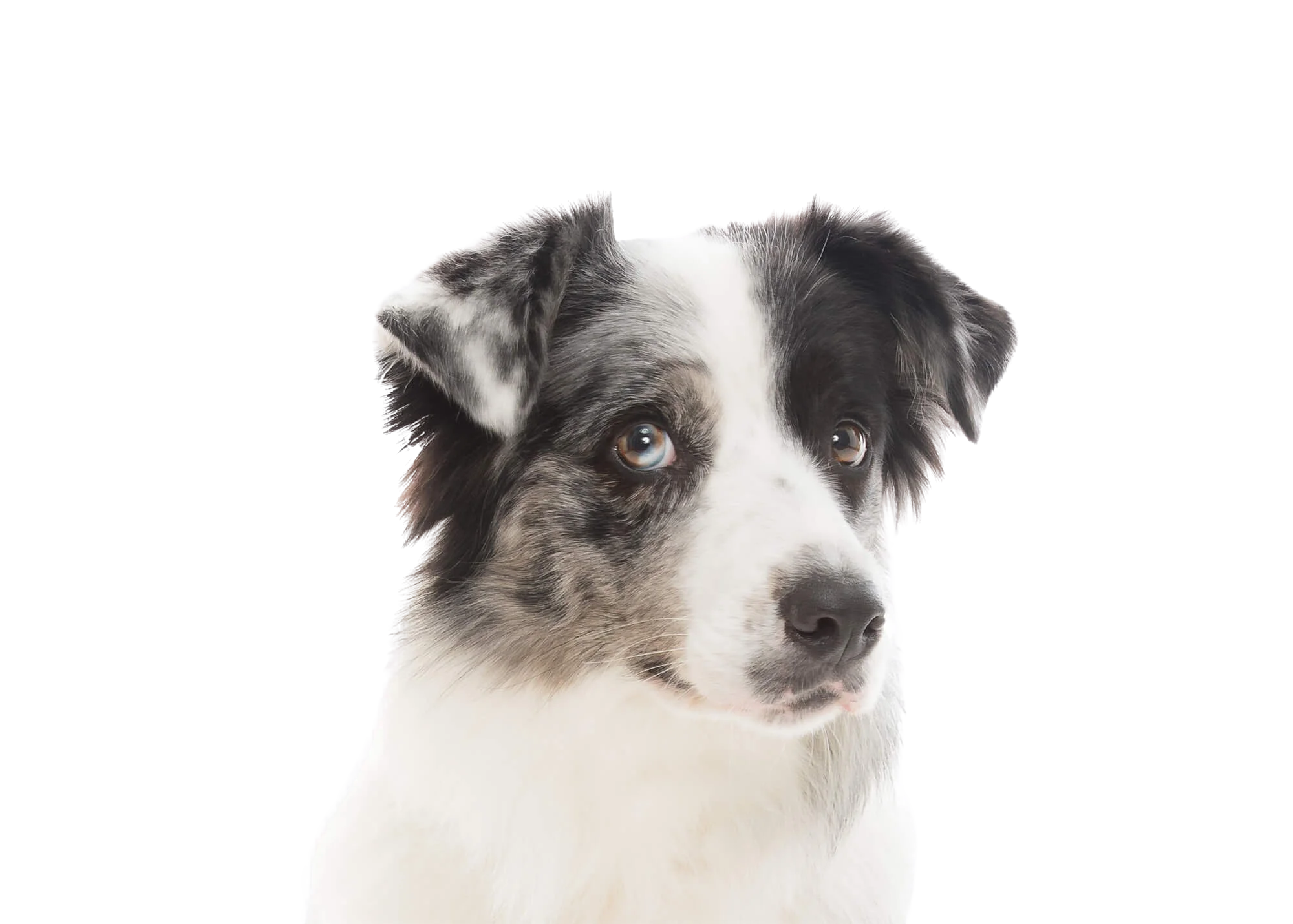 Read more about the article Training for Reactivity: Understanding What Your Dog is Trying to Tell You