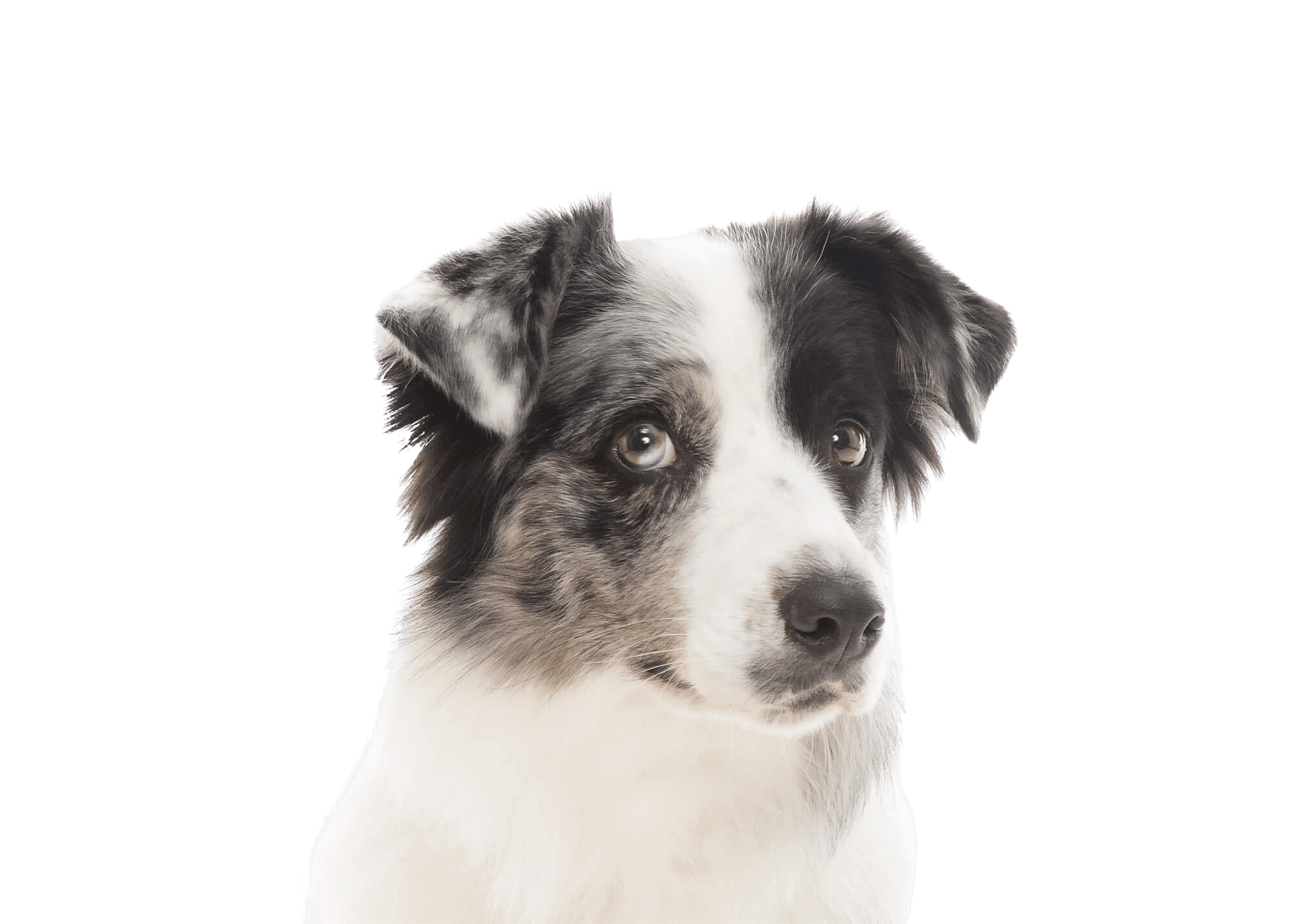 Dog training logo image