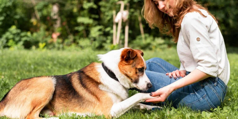 Benefits of Early Dog Behaviour Training
