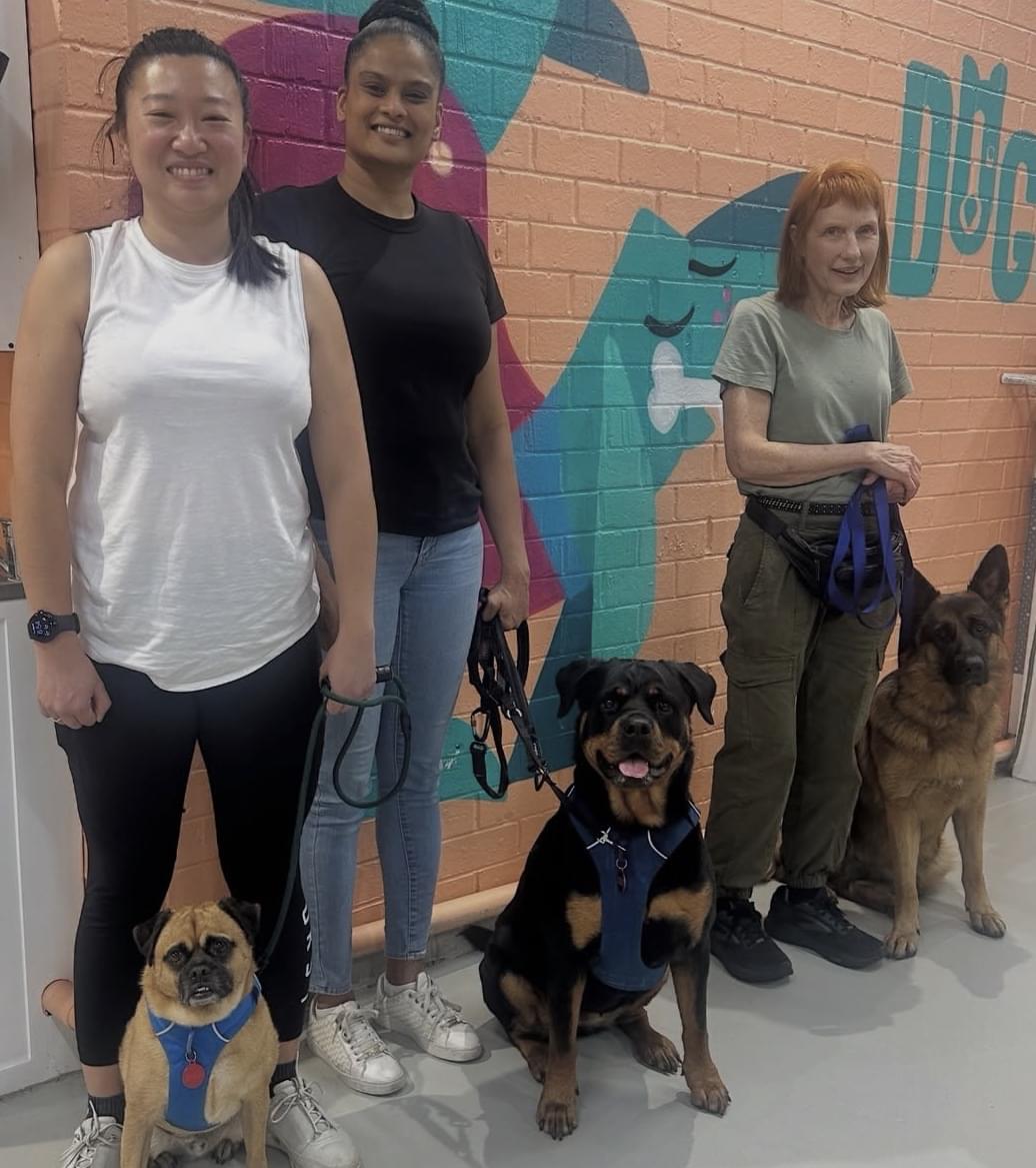 k9 nosework class Sydney