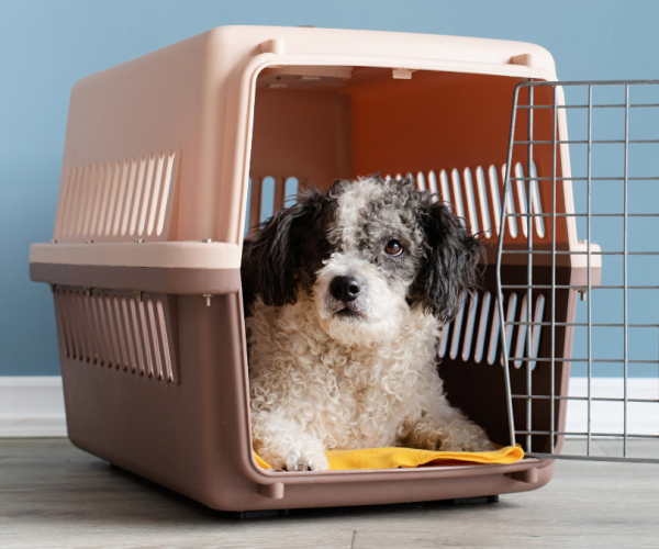crate training