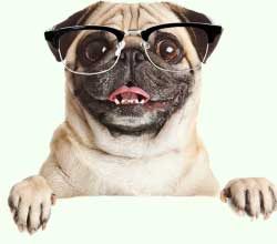 dog-png-img-qvz3a3cvnfptchqq623hagea2gne3tr6yi5kogks2g